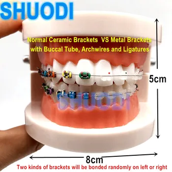 1 kus Zubnej Zuby Model Zubné Ortodontická Porovnanie Model Doľava a Doprava pre Pacienta Komunikácie Zubár Štúdia Model