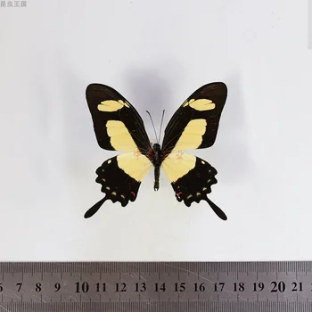 Papilio torquatus skutočný vzor motýľ domova DIY remesiel vzdelávania v škole popular science darček sochy na ozdobu