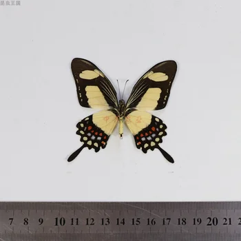 Papilio torquatus skutočný vzor motýľ domova DIY remesiel vzdelávania v škole popular science darček sochy na ozdobu Papilio torquatus skutočný vzor motýľ domova DIY remesiel vzdelávania v škole popular science darček sochy na ozdobu 1