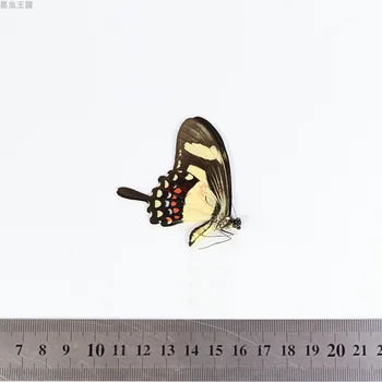 Papilio torquatus skutočný vzor motýľ domova DIY remesiel vzdelávania v škole popular science darček sochy na ozdobu Papilio torquatus skutočný vzor motýľ domova DIY remesiel vzdelávania v škole popular science darček sochy na ozdobu 2